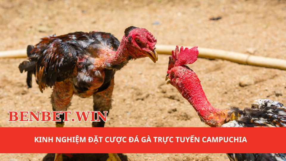 1kinh nghiem dat cuoc da ga truc tuyen campuchia