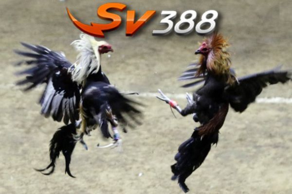 Tham gia đá gà online SV388