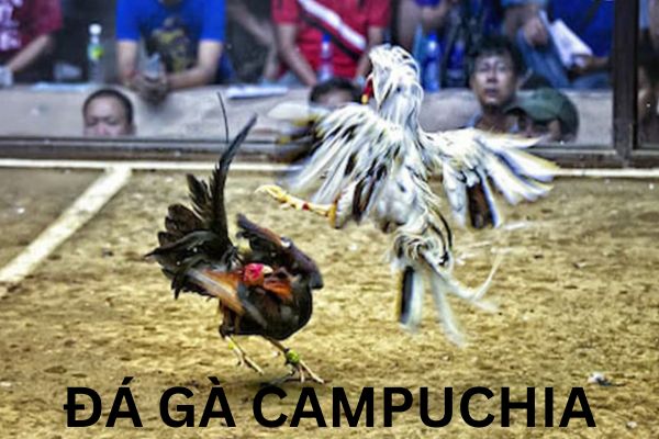 Hướng dẫn cá cược đá gà Campuchia