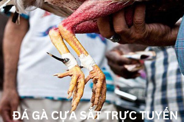 Tham gia đá gà cựa sắt trực tuyến