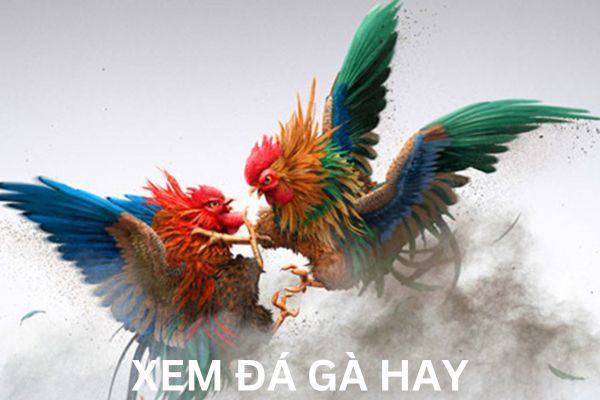 Hướng dẫn xem đá gà hay